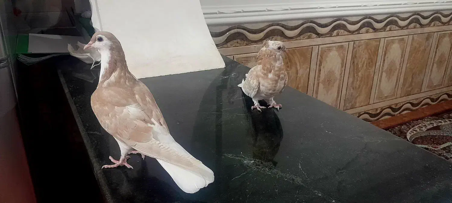 ساده زرد و موشی بور ....زیبا و درجه یک|پرنده|ایرانشهر, |دیوار