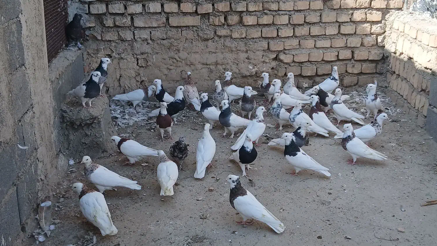 طوقی پاک|پرنده|جوادآباد, |دیوار