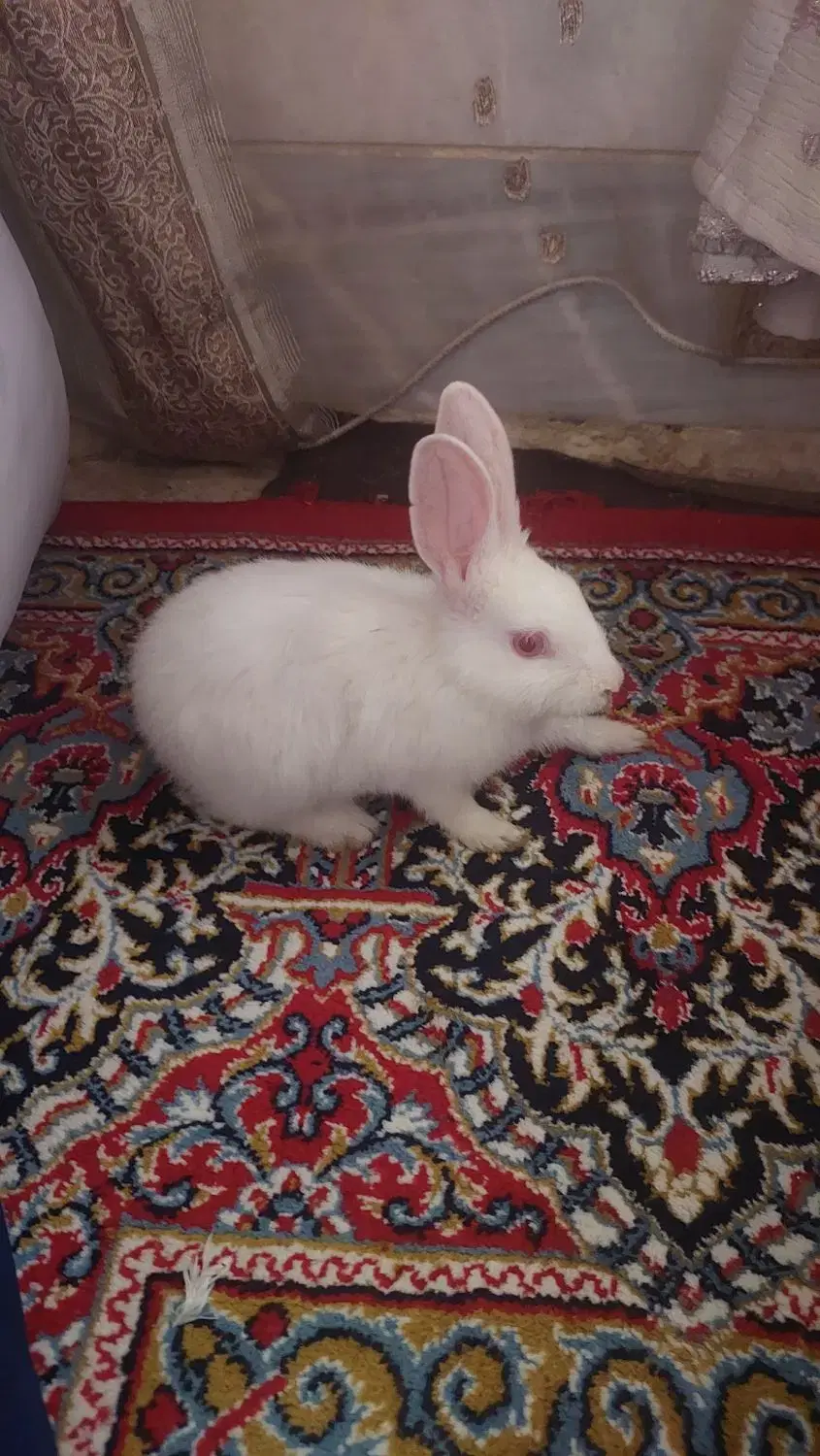 خرگوش|موش و خرگوش|سیرجان, |دیوار