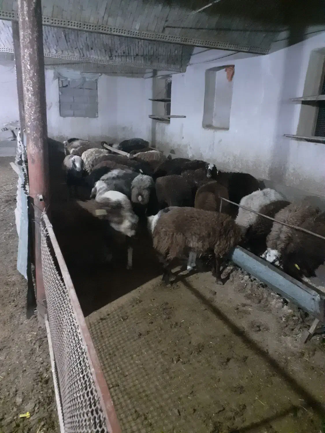 فروش بره نر و ماده|حیوانات مزرعه|اصفهان, تیران|دیوار