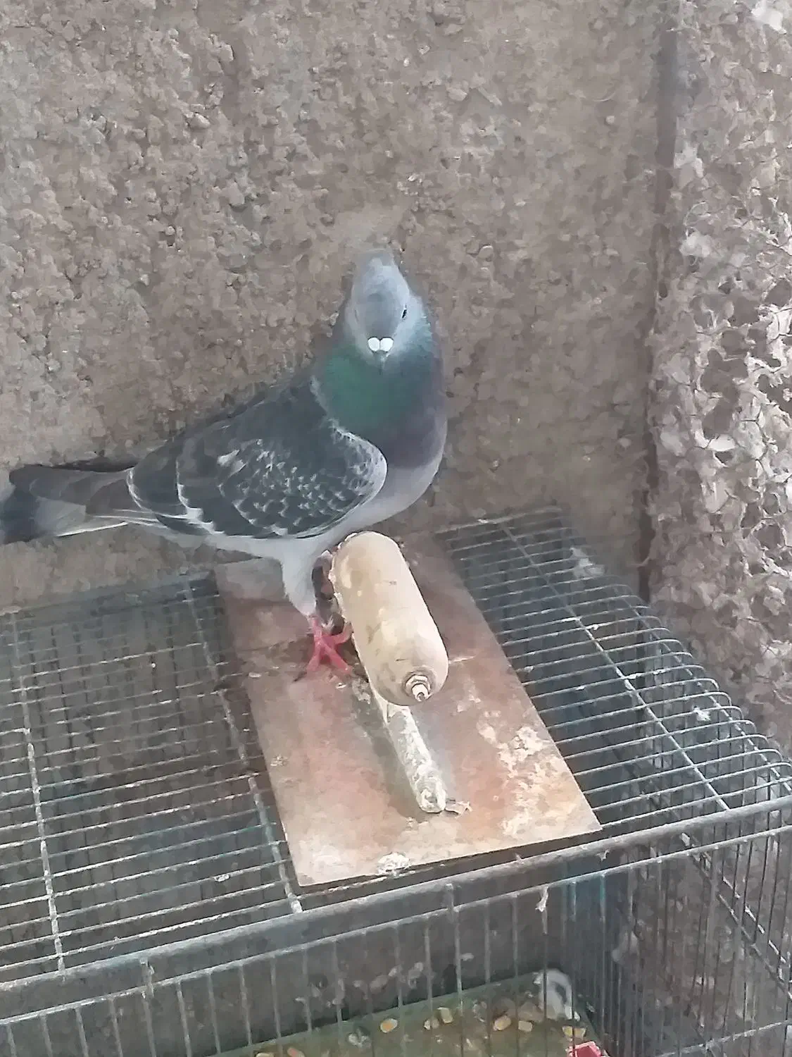 نر چهی شامی کاکلی|پرنده|دزفول, |دیوار