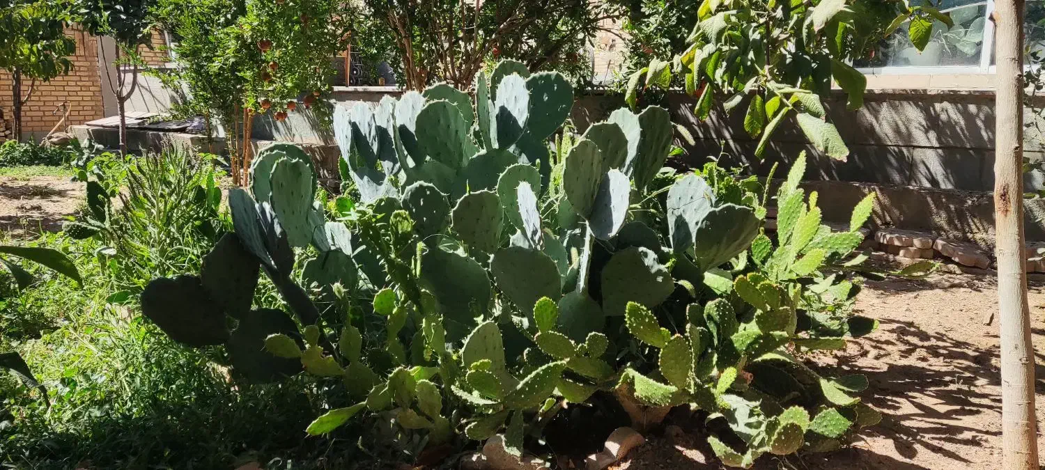 تعدادی کاکتوس غولپیکر از یکمتری تا ۳۰ سانت|گل و گیاه طبیعی|شازند, |دیوار