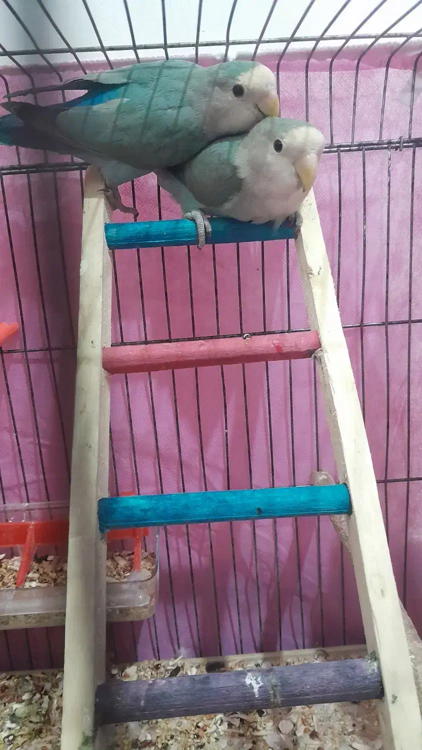 طوطی کوتوله برزیلی کوهچنار|پرنده|کوه چنار, |دیوار