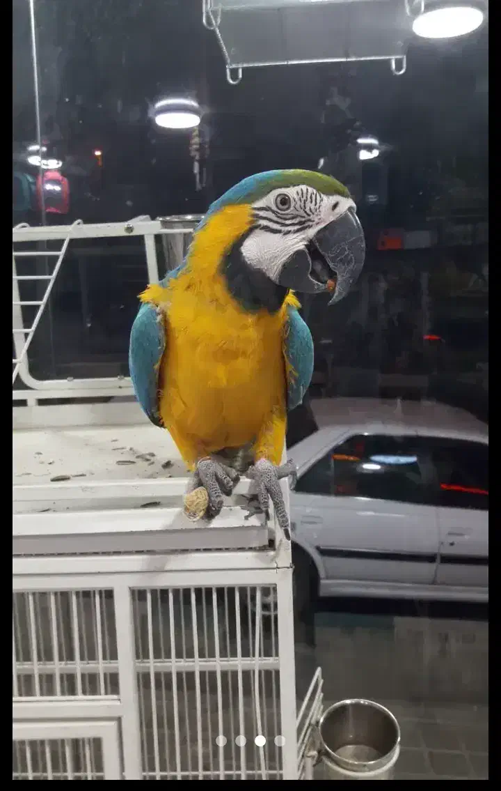 هایپر پرندگان|پرنده|بیجار, |دیوار