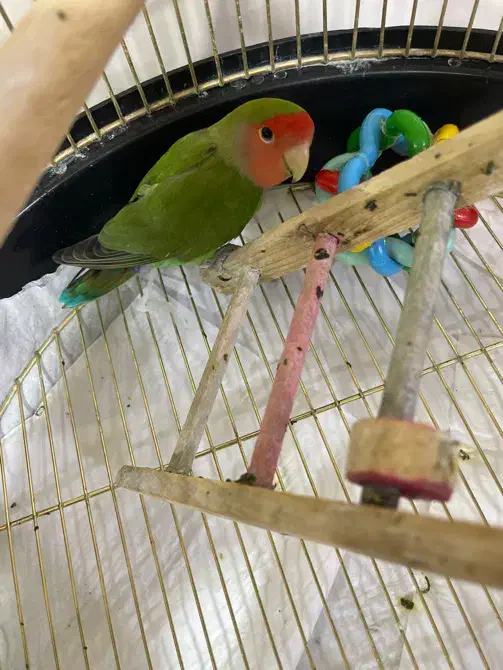 طوطی برزیلی|پرنده|کرمانشاه, |دیوار