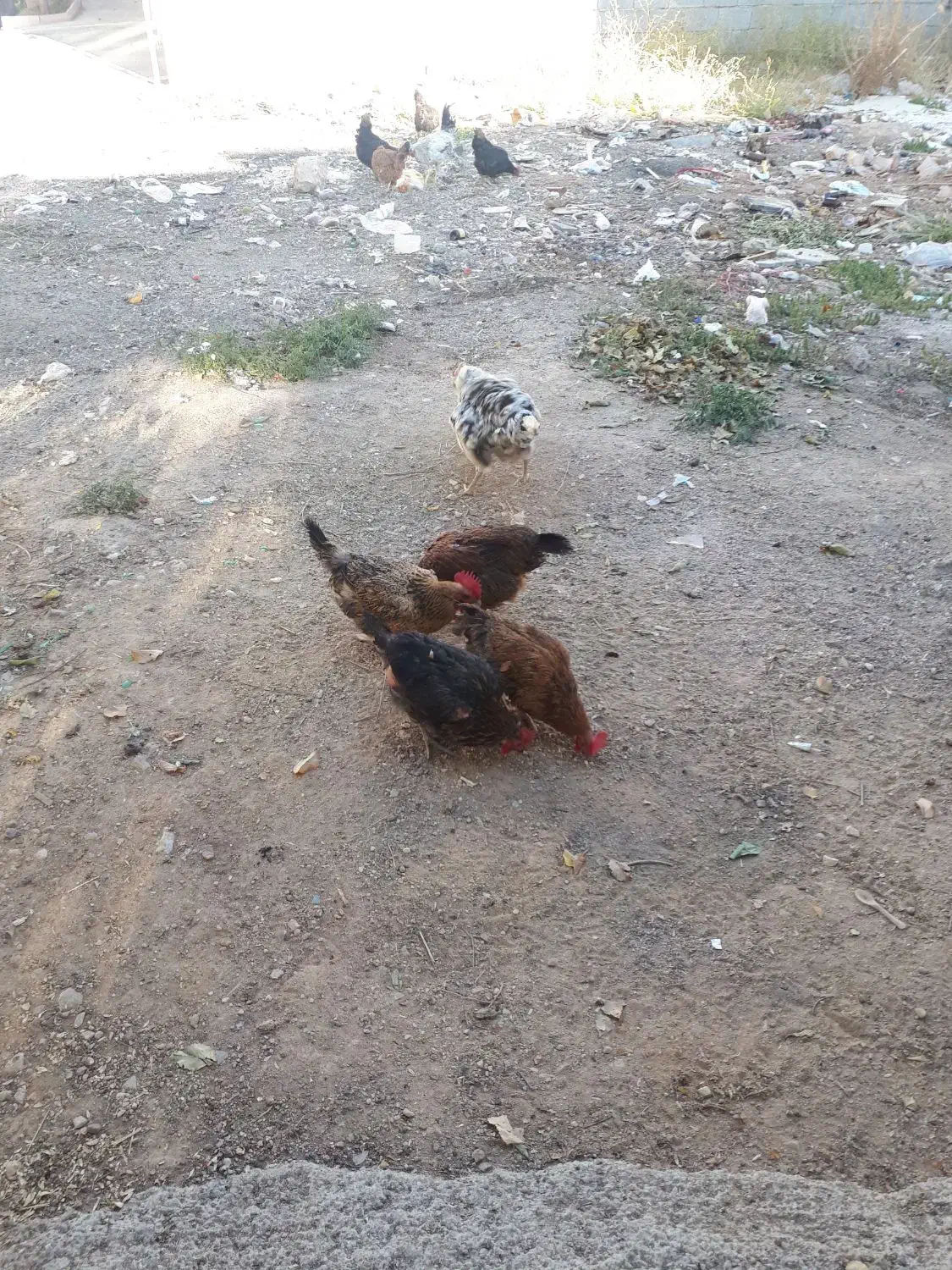 مرغ خانگی توخمی|حیوانات مزرعه|شیراز, رکنآباد|دیوار