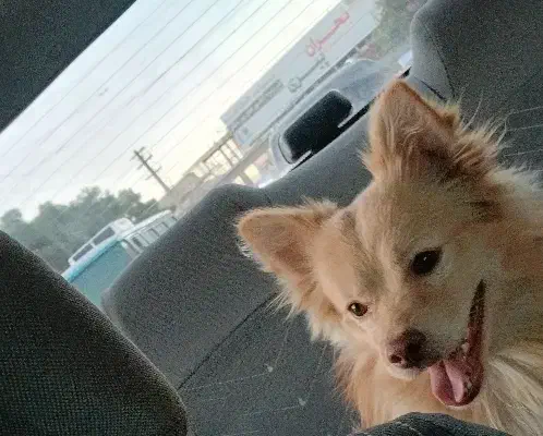 سگ پامریان|سگ|فردیس, ثابتی|دیوار