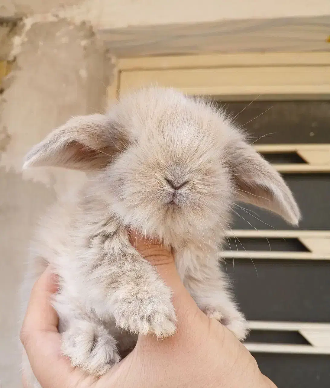 خرگوش لوپ اصیل|موش و خرگوش|شیراز, شهدای شهرک سعدی|دیوار