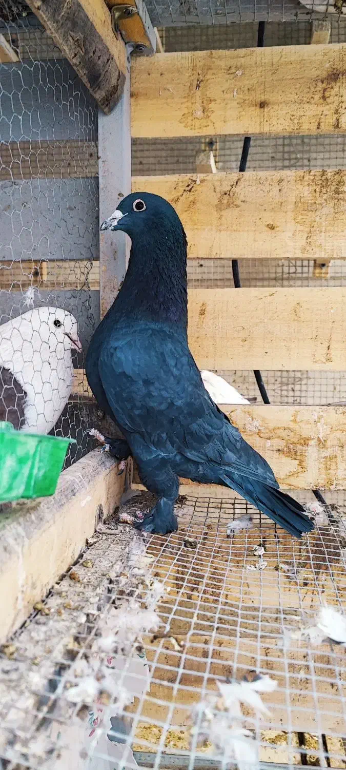 پدر و پسر یک جفت زاغ پر پا|پرنده|کرمان, |دیوار