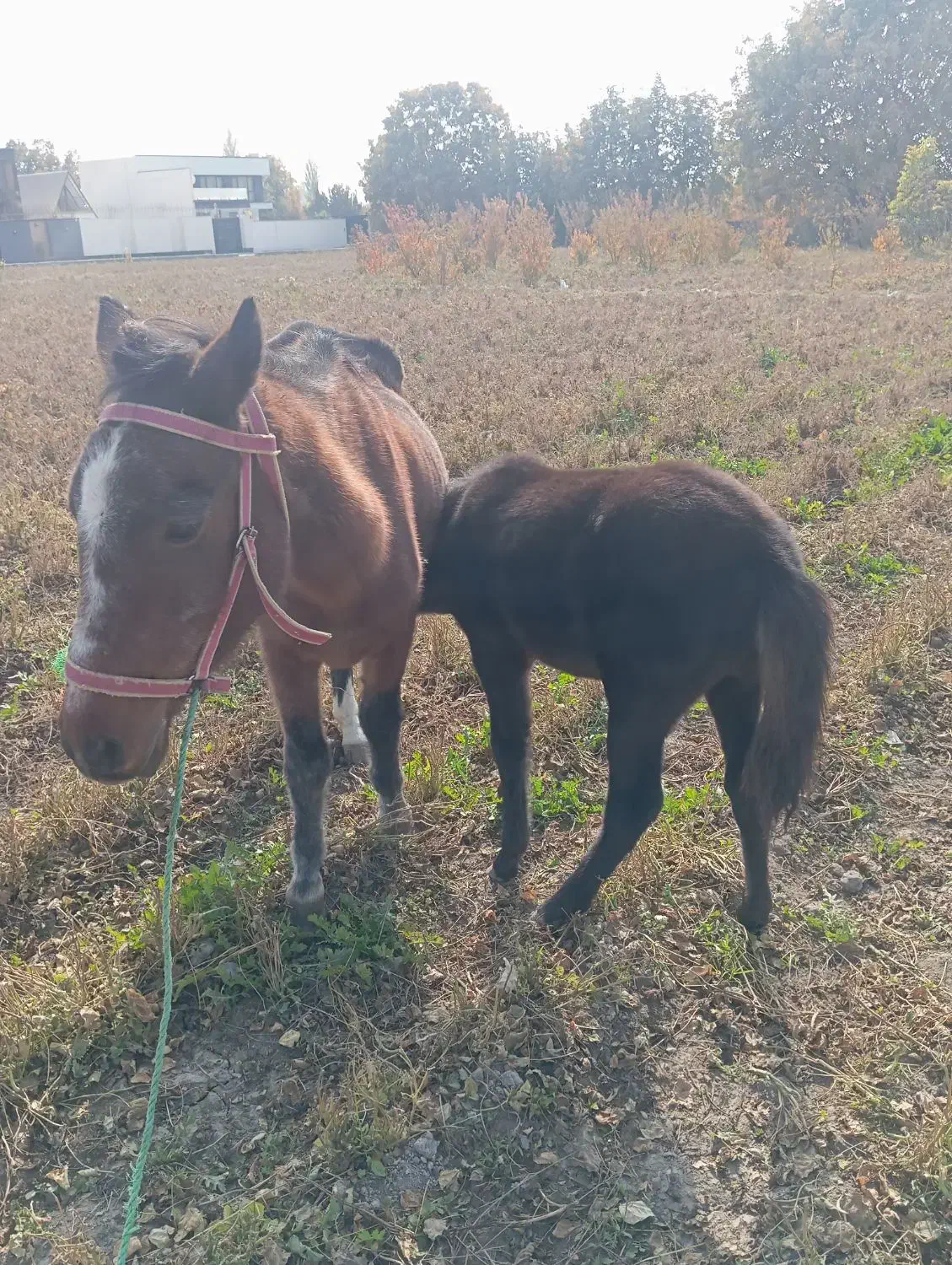 مادیون و کره نریون ۴ماهه|اسب و تجهیزات اسب‌سواری|هشتگرد, سعید آباد|دیوار