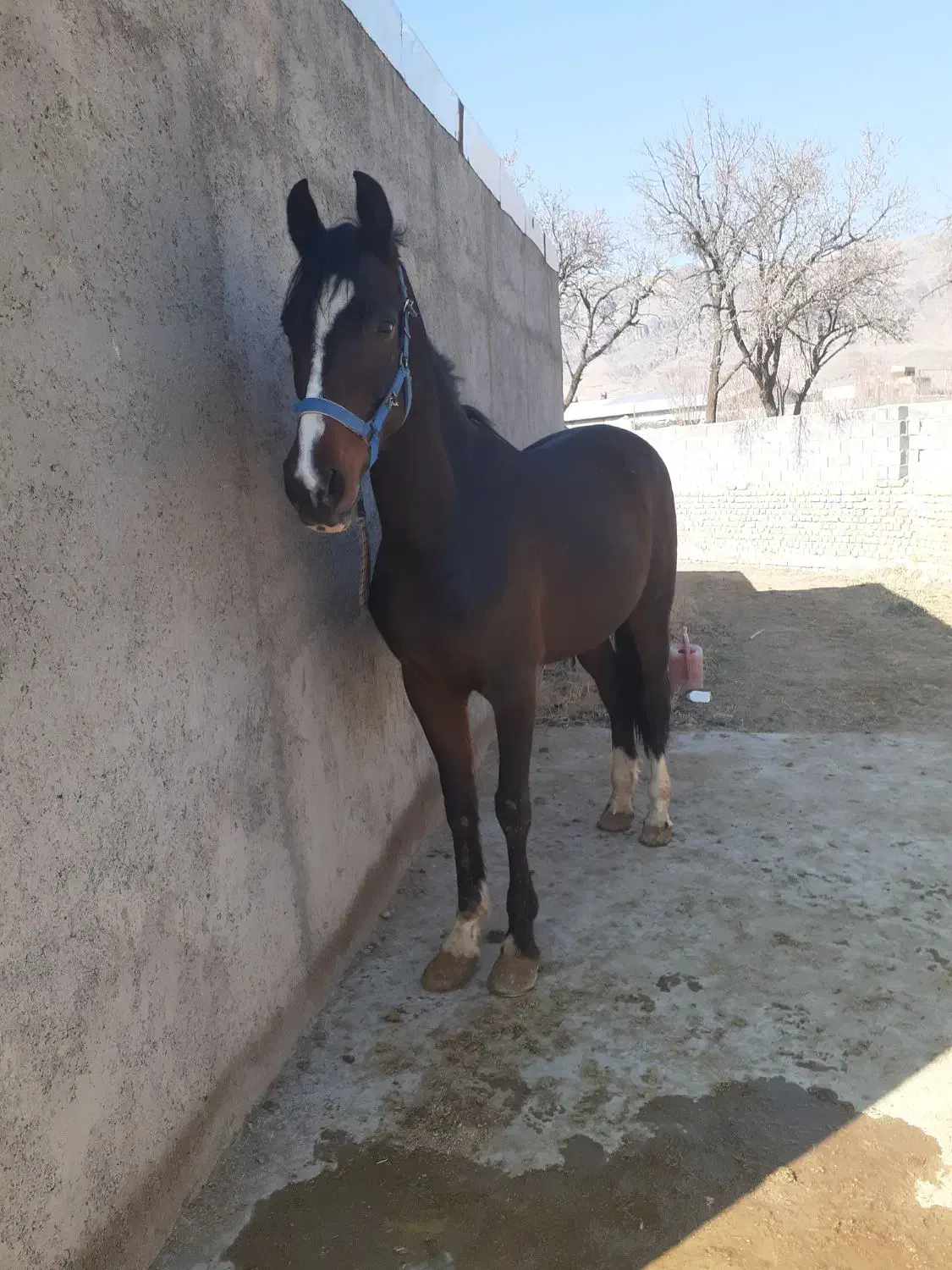 مادیون ۶دنگ همراه کره|اسب و تجهیزات اسبسواری|تفرش, |دیوار