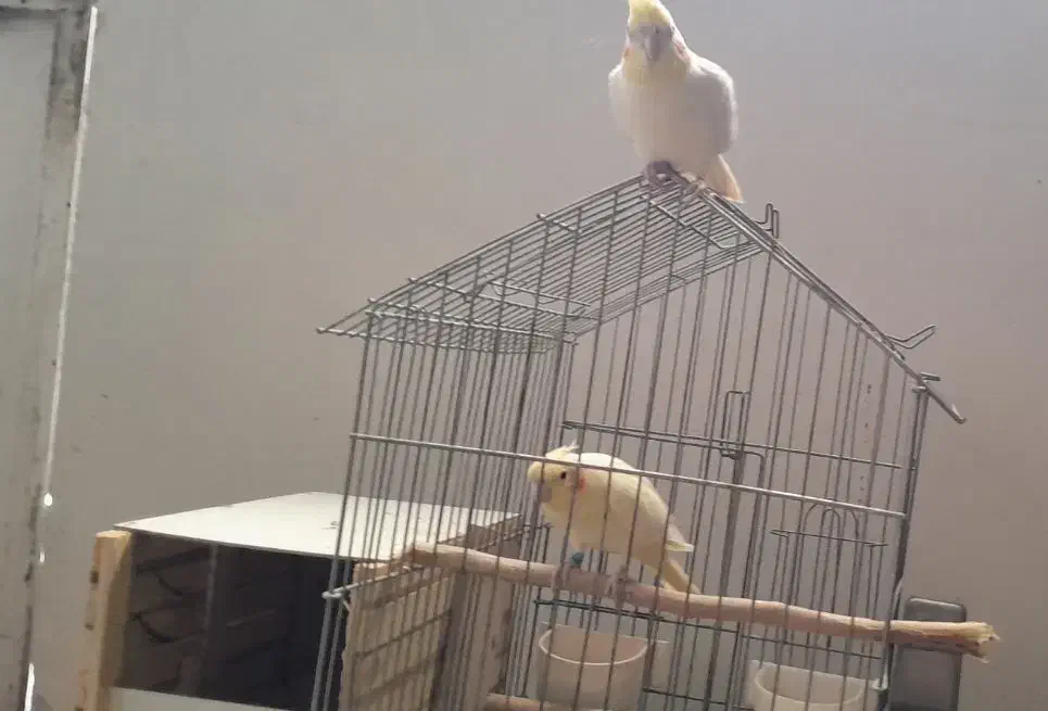 عروس هلندی و مرغ عشق انگلیسی|پرنده|کرج, حصار|دیوار