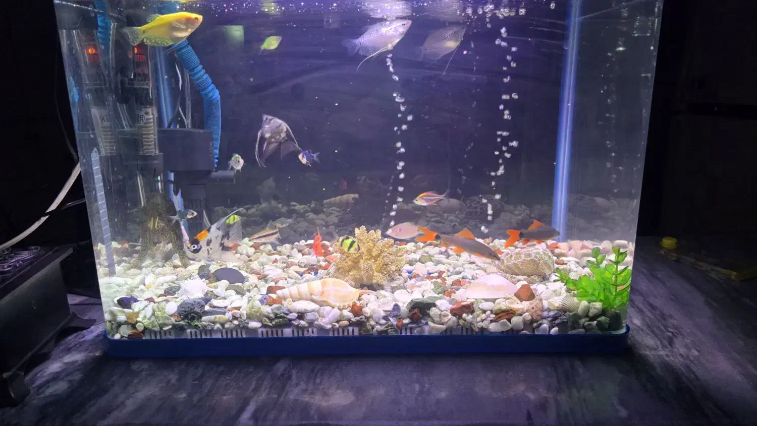 اکواریوم شیشه شرکتی ۵۰ لیتر با وسایل و ماهی|ماهی|جم, |دیوار