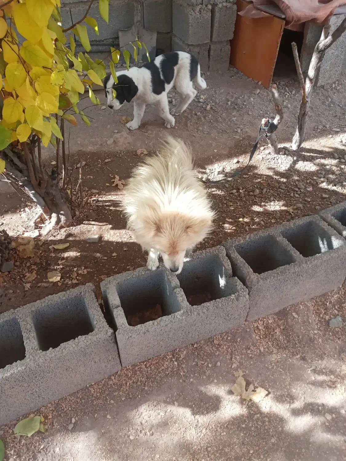 سگ اشپیتز ژاپنی|سگ|سیرجان, |دیوار