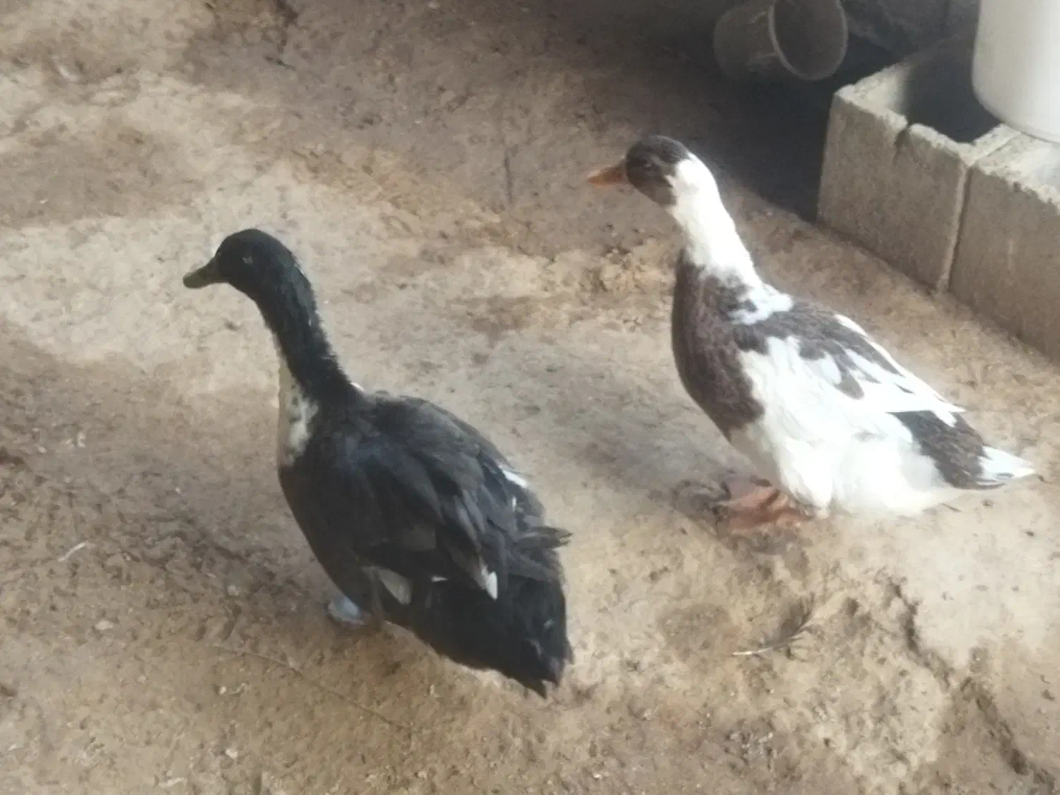 دو اردک یک نر یک ماده      دانه ای 600تومان|پرنده|گتوند, |دیوار