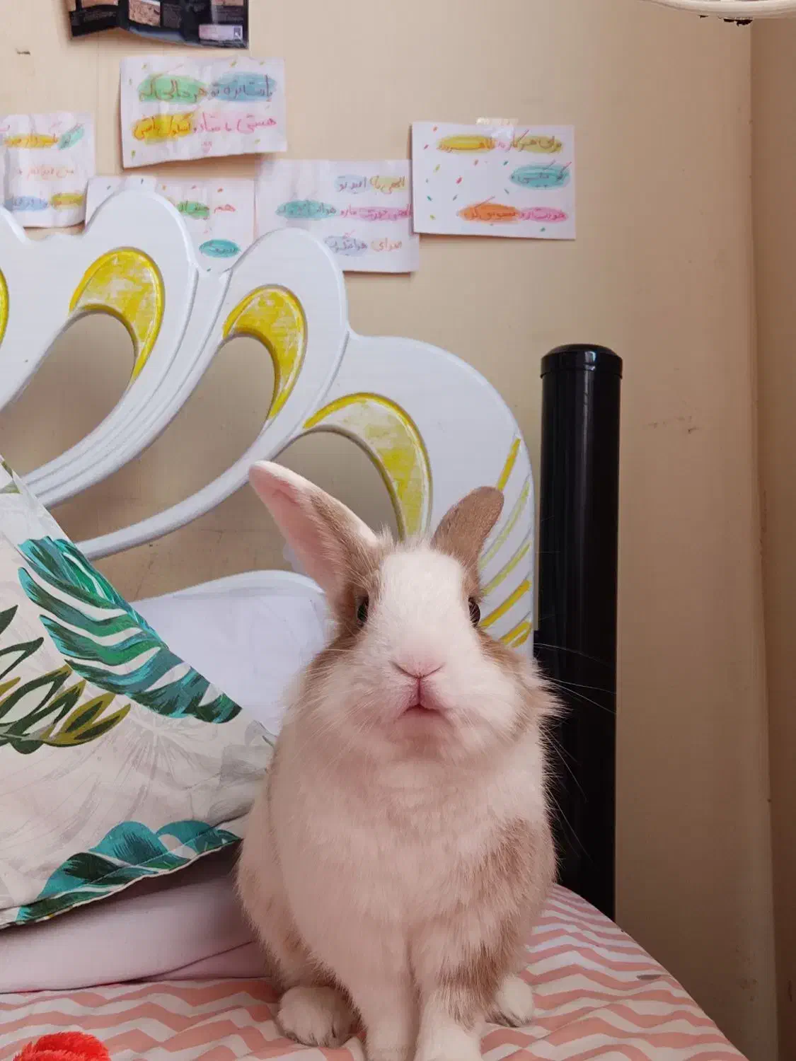 خرگوش نیمه لپ نر|موش و خرگوش|بندر انزلی, متروپل|دیوار