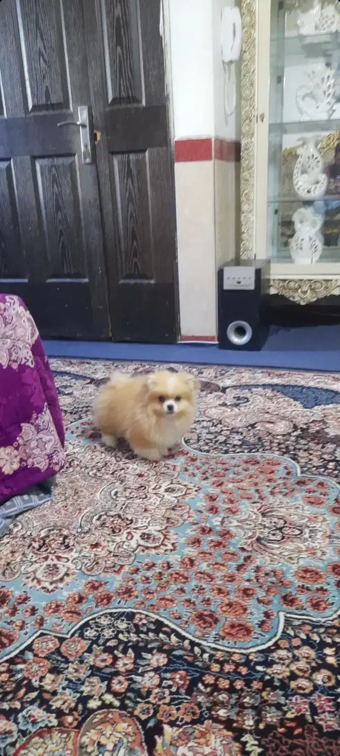 پامر خرسی|سگ|محمدشهر, کوی بهار|دیوار