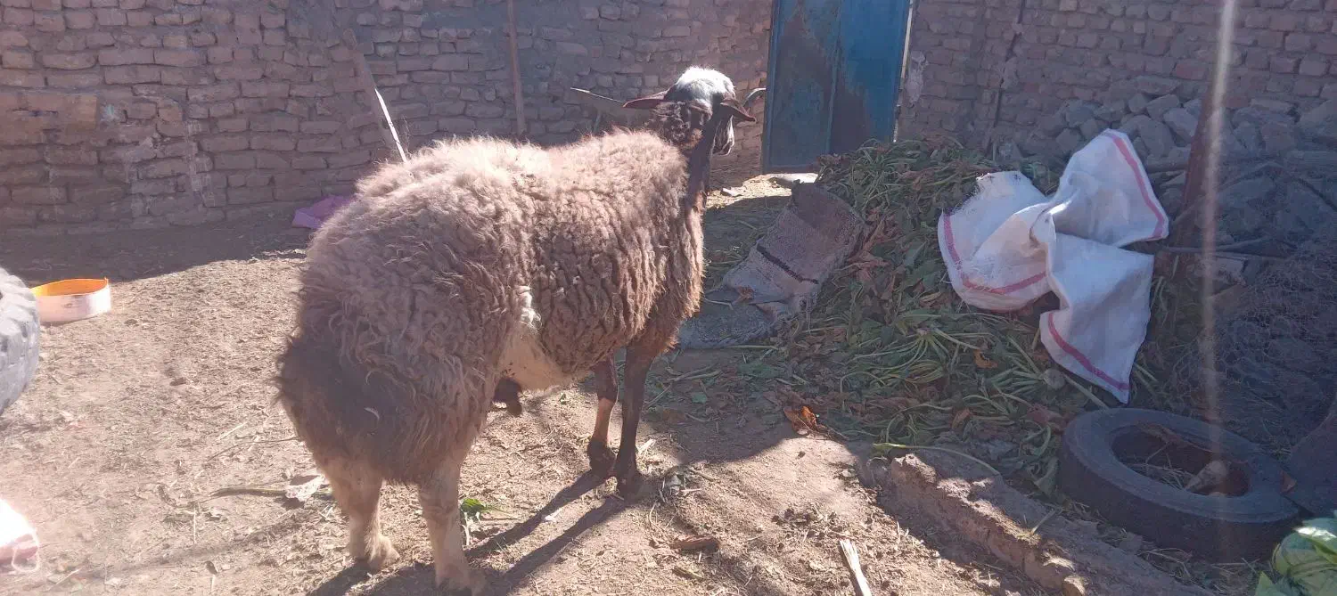 قوچ افشاری|حیوانات مزرعه|نیمبلوک, |دیوار