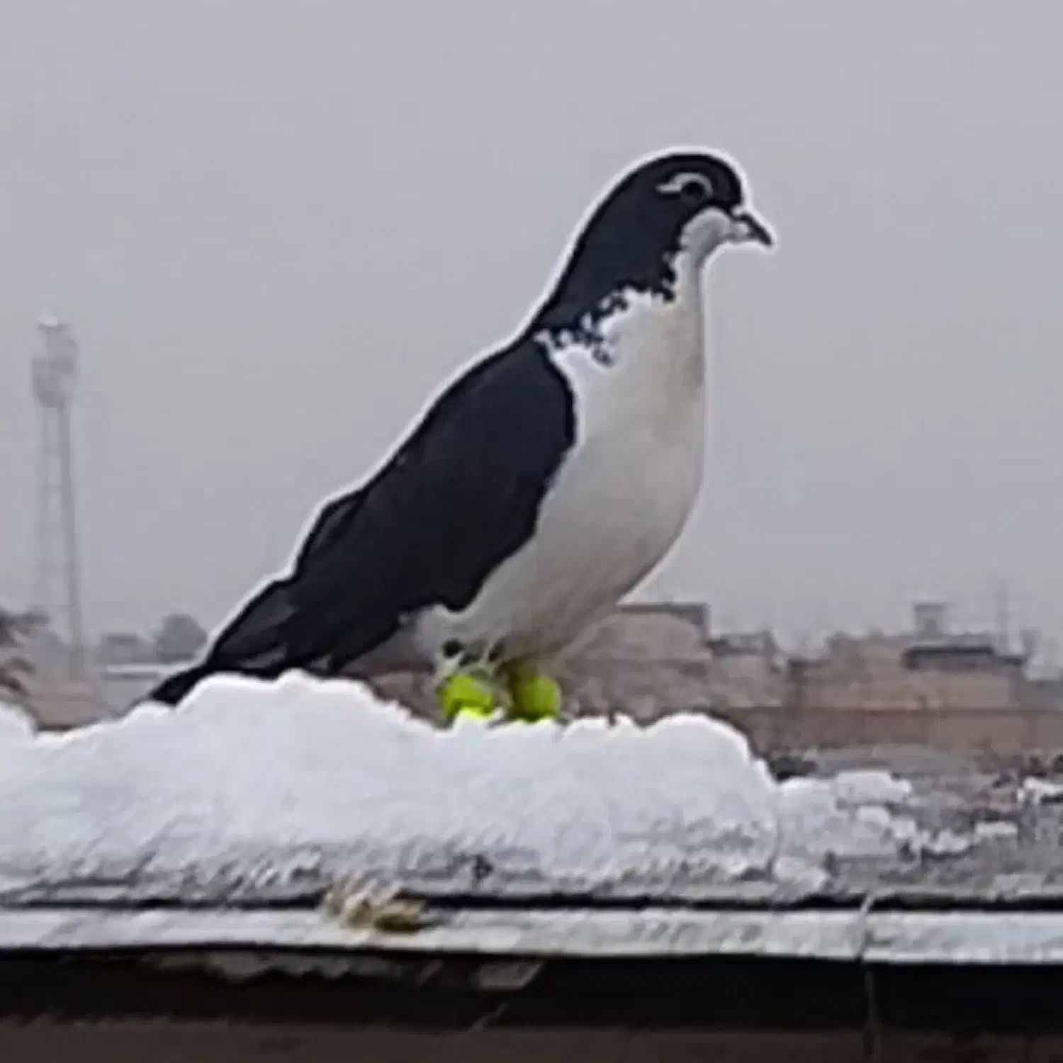 ساده سیا گمشده از دیروز|حیوانات|چناران, |دیوار