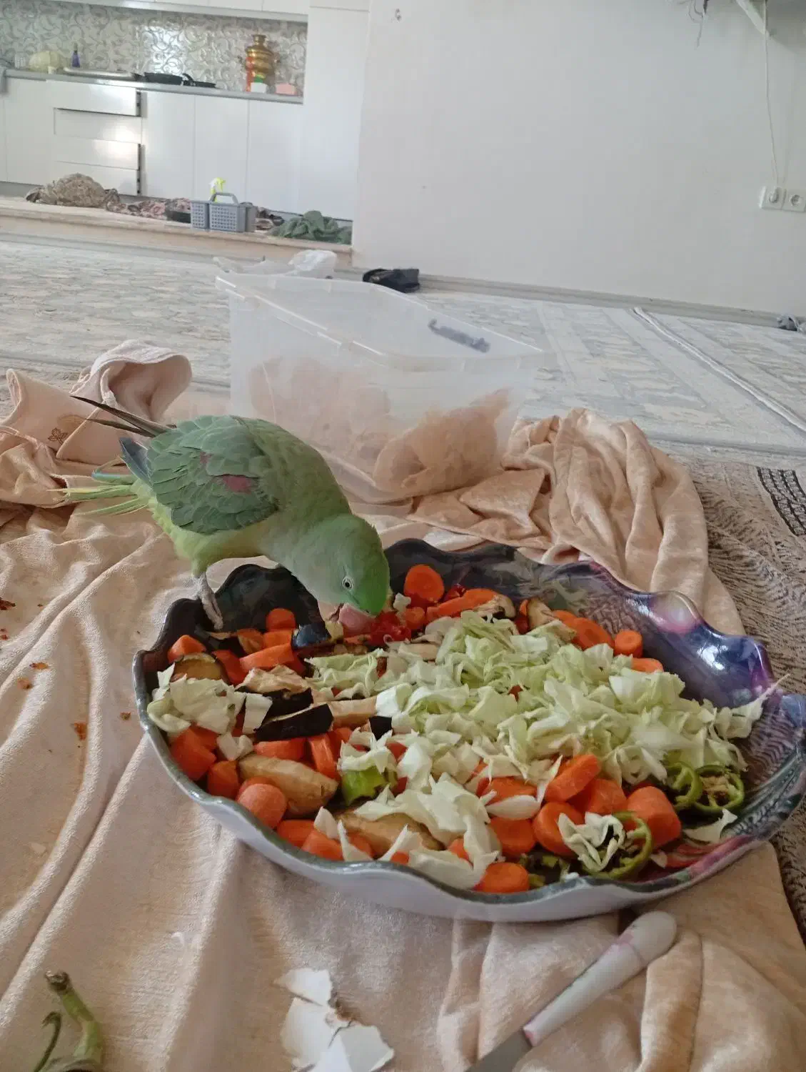 جوجه شاه طوطی دست آموز و اهلی ۳ماهه|پرنده|نقده, |دیوار