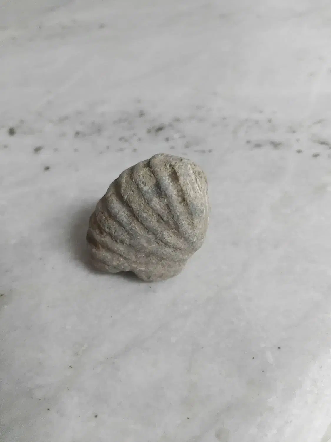 سنگ فسیل|کلکسیون اشیاء عتیقه|مشهد, استاد یوسفی (شهرک غرب)|دیوار