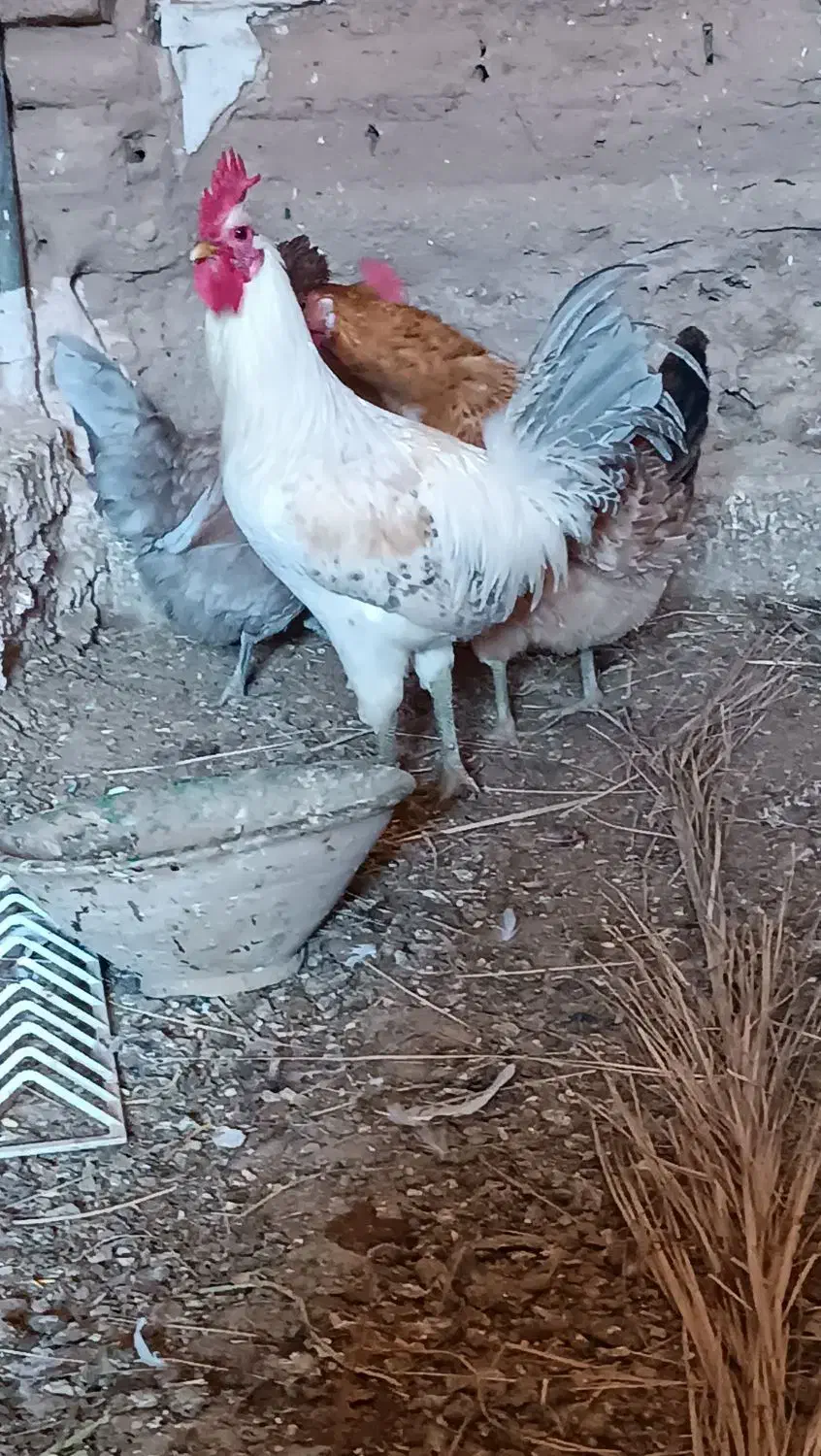 خروس نژاد براکل|حیوانات مزرعه|اردکان, |دیوار