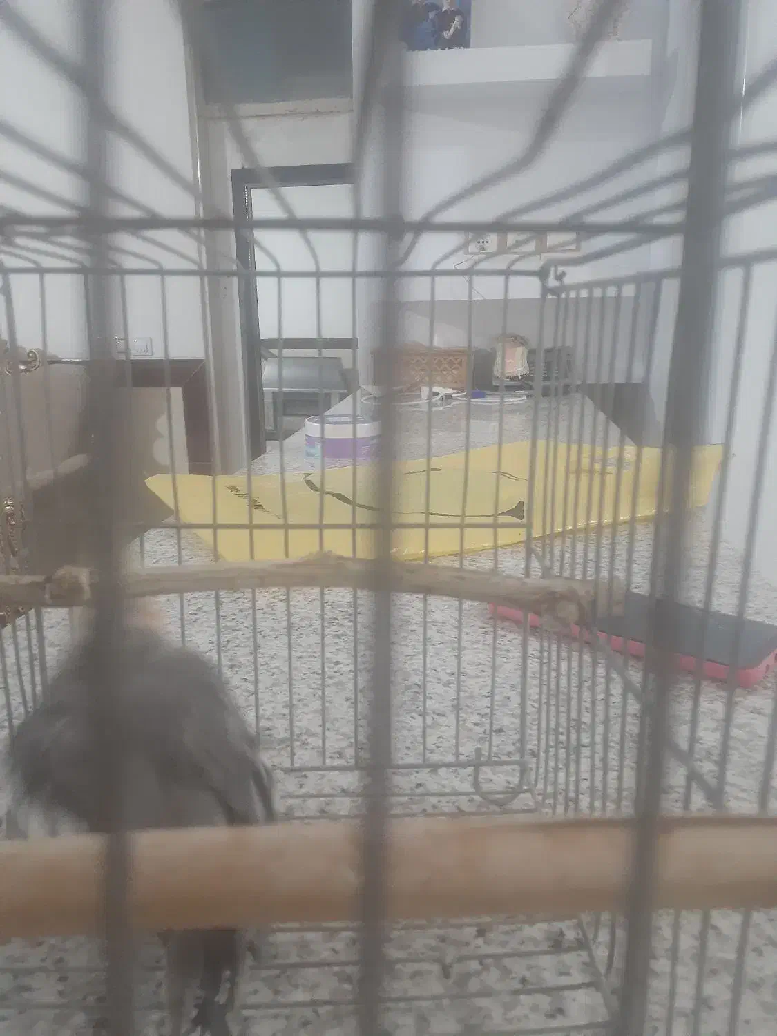 یک عروس هلندی نر بالغ|پرنده|کبودرآهنگ, |دیوار