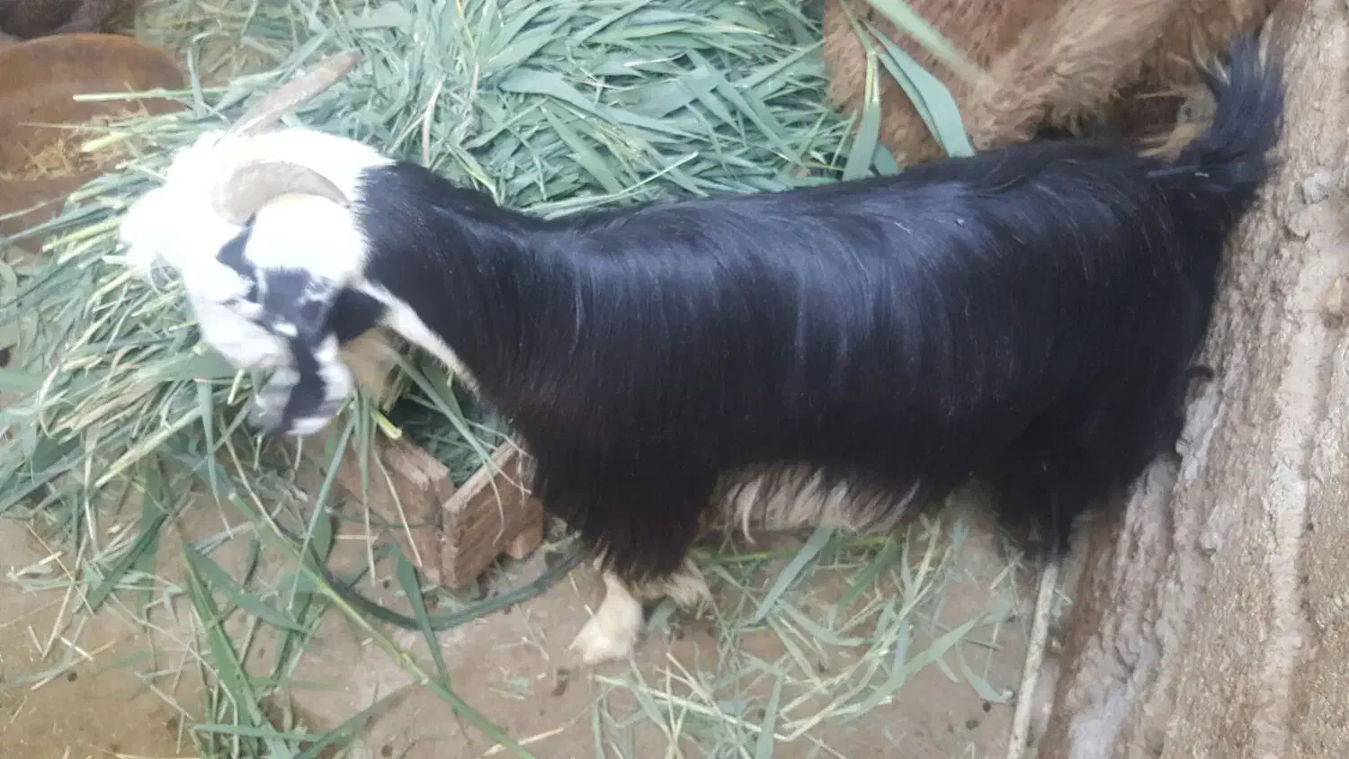 یک عدد بوز ماد جوان فروشی|حیوانات مزرعه|بندر امام خمینی, |دیوار