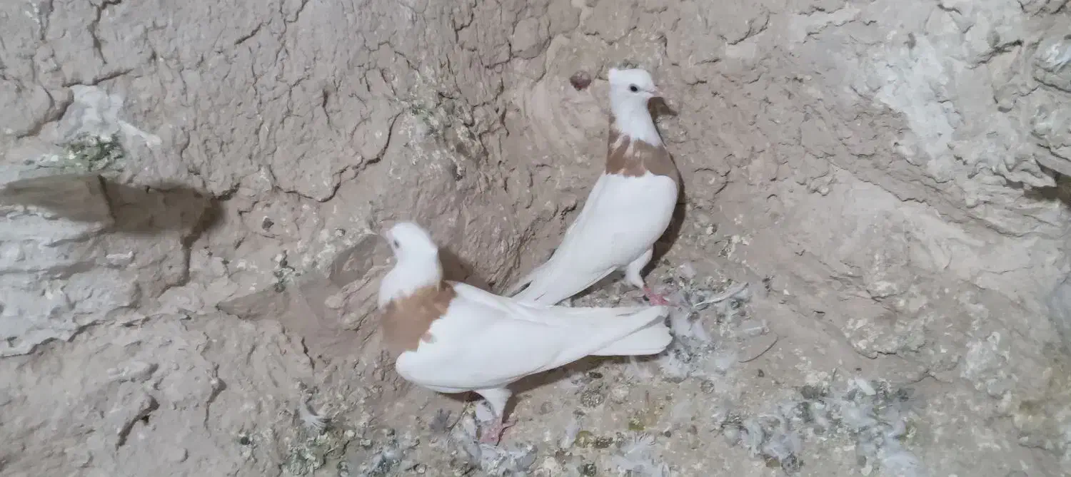 طوقی|پرنده|شیروان (خراسان), |دیوار