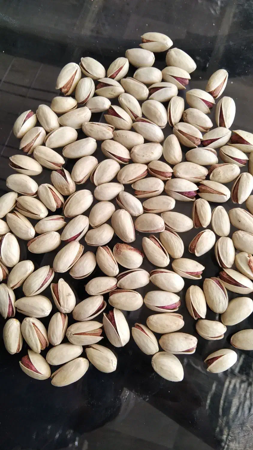 پسته|خوردنی و آشامیدنی|شیراز, آزادی|دیوار