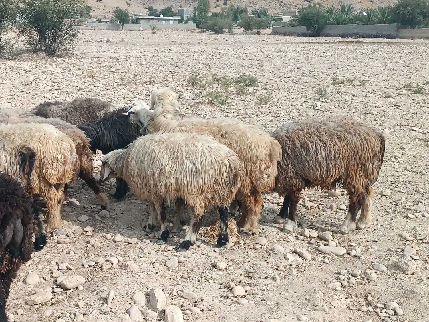 فروش 30 راس شیشک میش داشتی ناز آبستن و بره دار|حیوانات مزرعه|کازرون, |دیوار