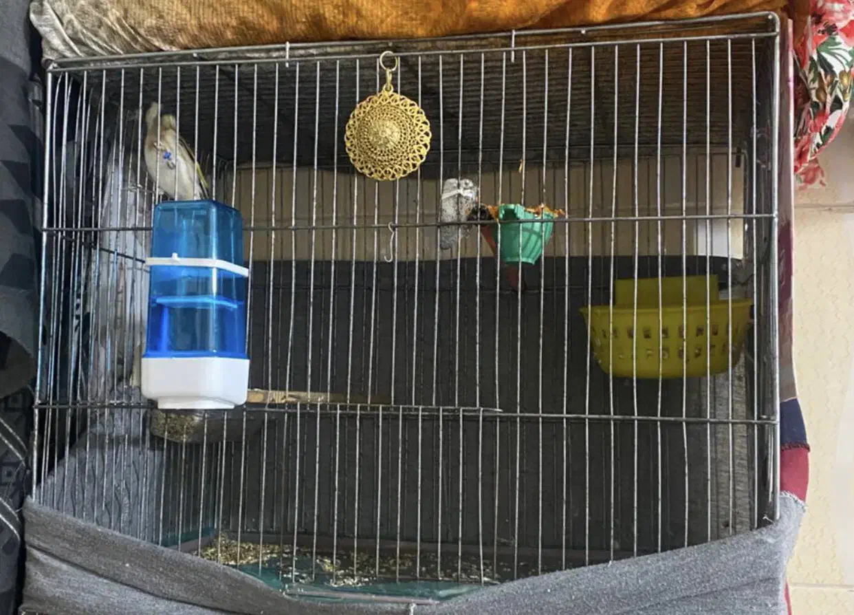 قفس معاوضه|لوازم جانبی حیوانات|تهران, علم و صنعت|دیوار