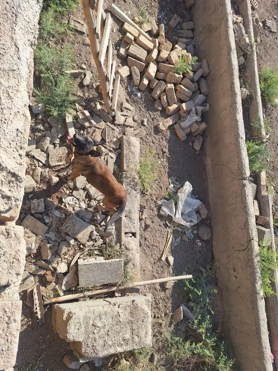 سگ مالینویز ماده|سگ|پیشوا, |دیوار