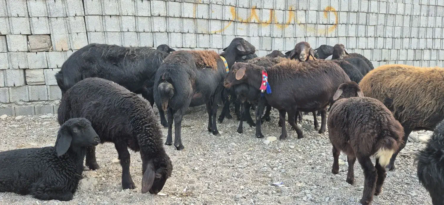 ۱۶راس میش و بره|حیوانات مزرعه|دزفول, |دیوار