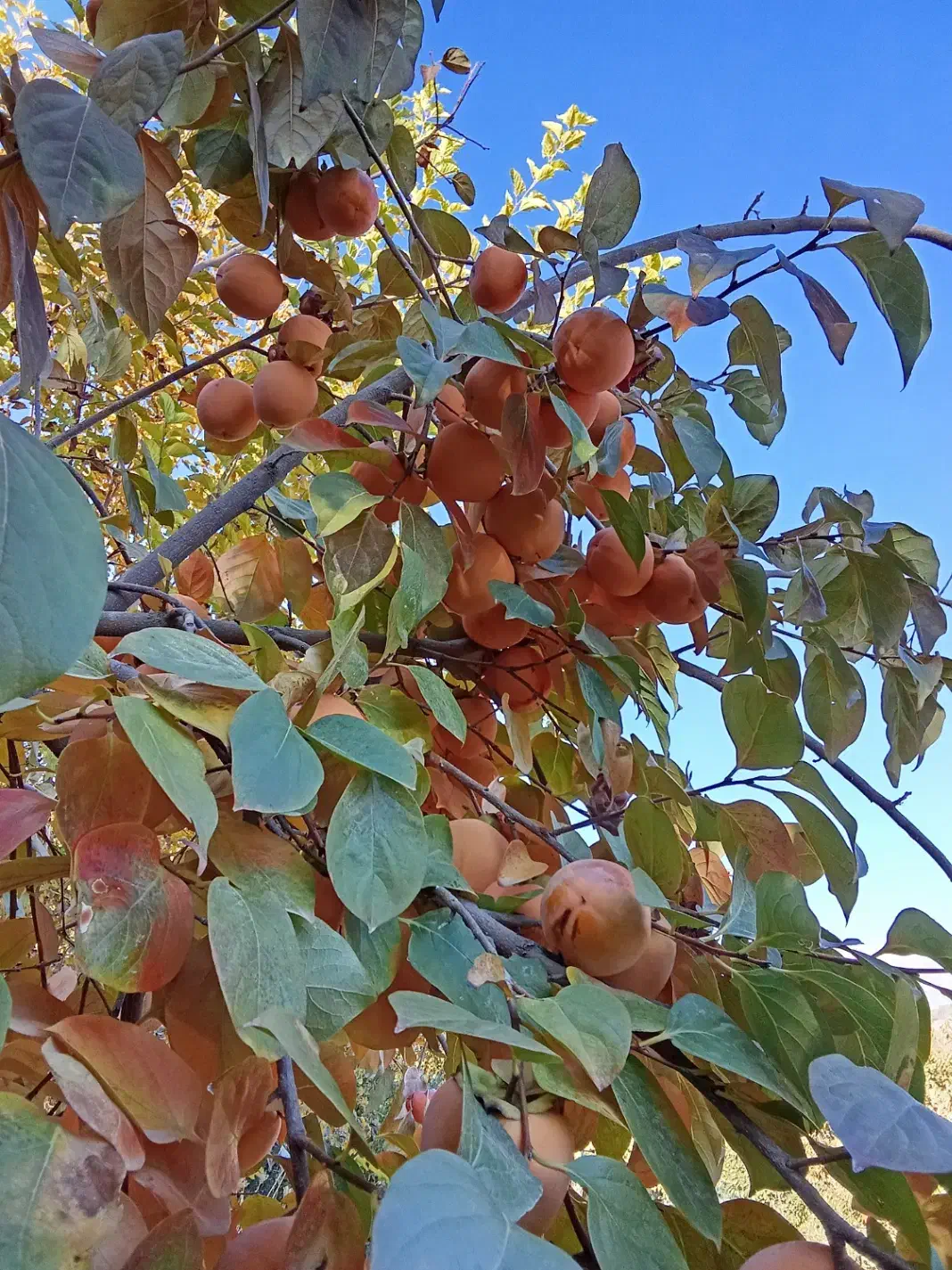 خرمالو انبه ای|خوردنی و آشامیدنی|چگنی, |دیوار