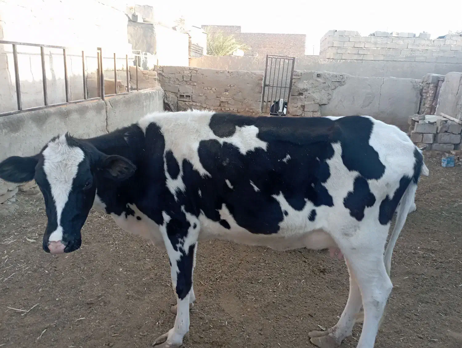 گاوه شیری خشک|حیوانات مزرعه|خاش, |دیوار