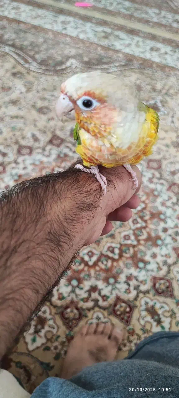 طوطی گرینچیک|پرنده|زاهدان, |دیوار