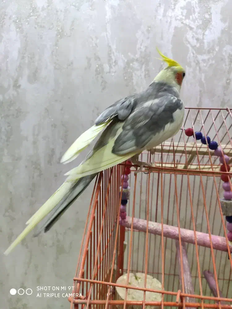 عروس هلندی نر بالغ|پرنده|شاهینشهر, فردوسی|دیوار