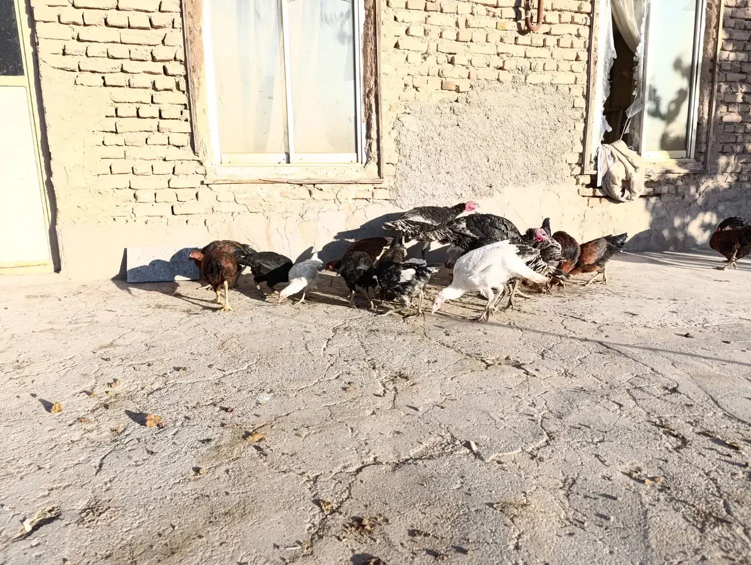 مرغ و خروس لاری  خانگی بوقلمون|حیوانات مزرعه|قلندر آباد, |دیوار