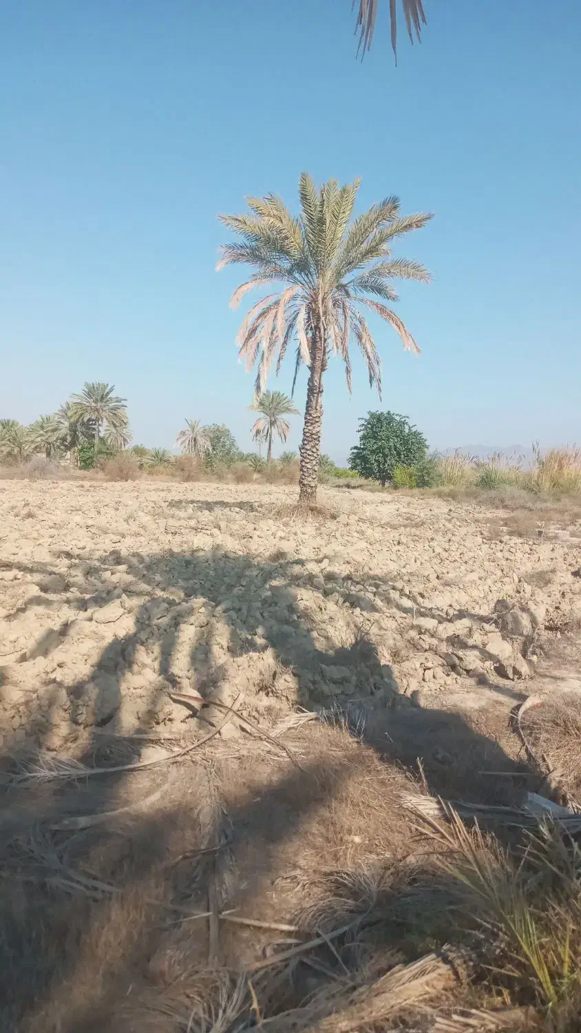 زمین باغی فروشی باکلی امکانات ولولهکشیآب|فروش دفتر صنعتی، کشاورزی، تجاری|بیکاه, |دیوار