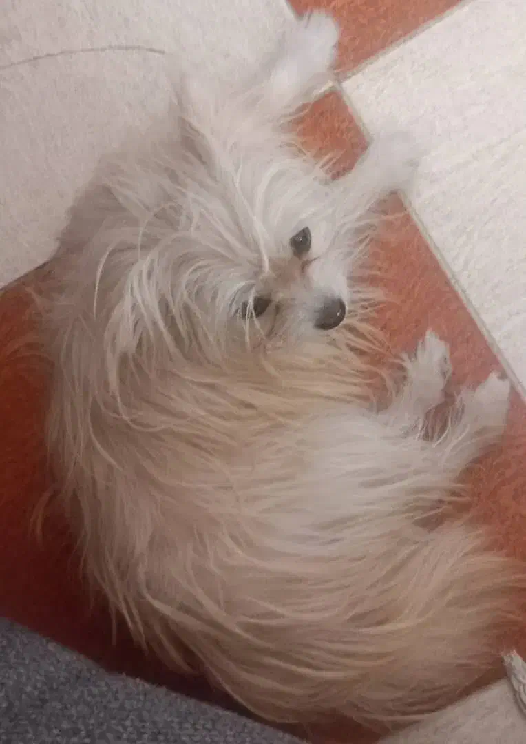 سگ گم شده|حیوانات|کرمان, |دیوار