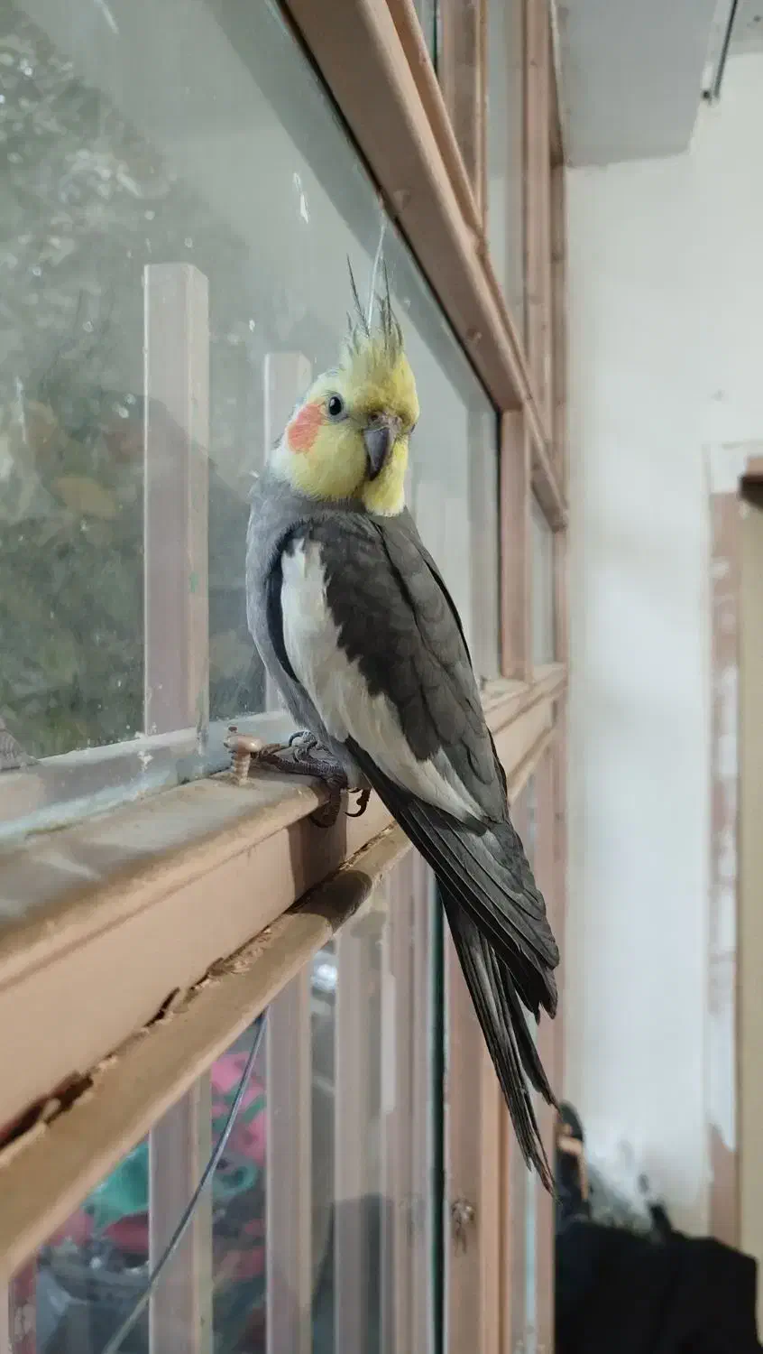 عروس هلندی امید|پرنده|چهارباغ, |دیوار