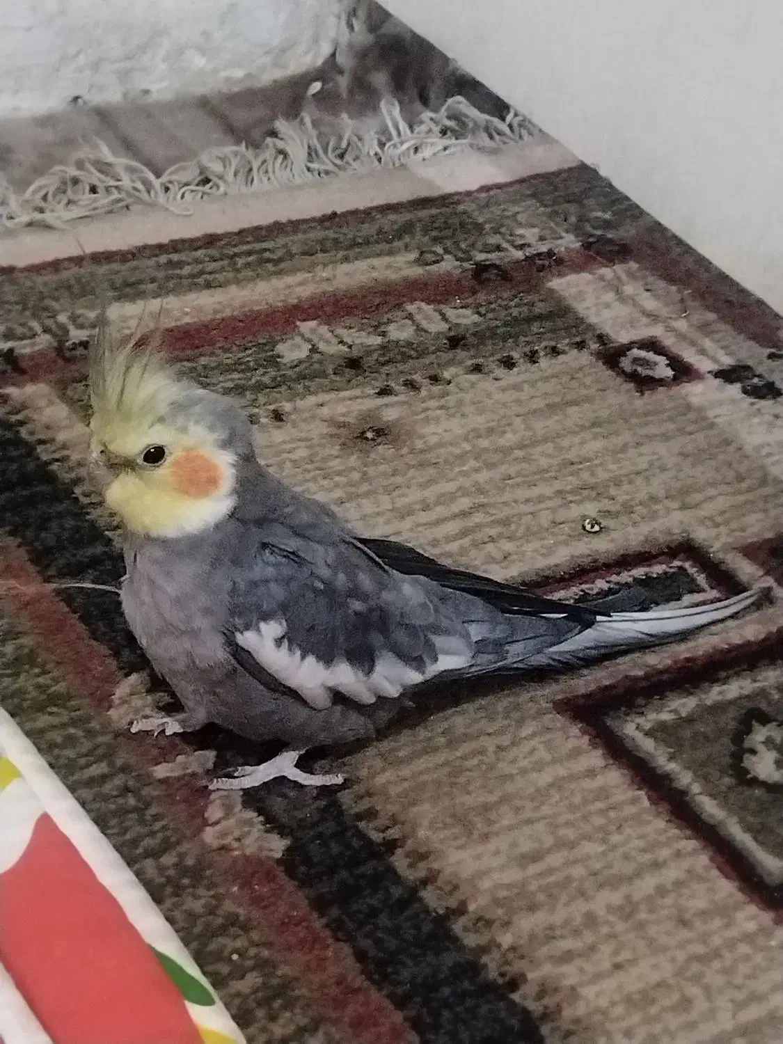 عروس هلندی نر سینامون|پرنده|تهران, سازمان برنامه جنوبی|دیوار