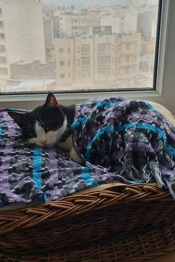 گمشده|حیوانات|مشهد, میعاد (شهرک غرب)|دیوار