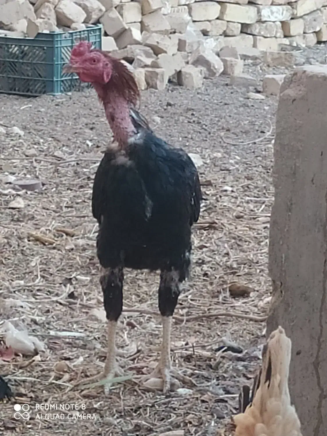 خروس لاری|حیوانات مزرعه|اردکان, |دیوار