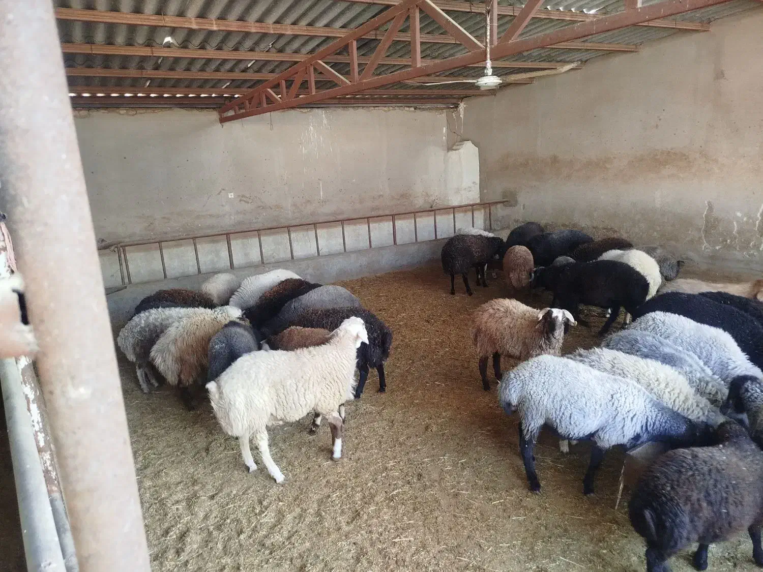 فروش ویژه بره نر|حیوانات مزرعه|پیشوا, |دیوار