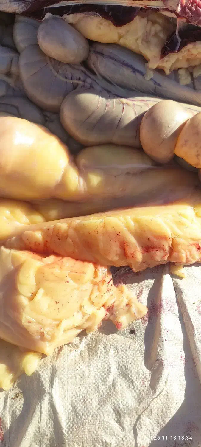 روغن خر،یاروغن الاغ|خوردنی و آشامیدنی|درمیان, |دیوار