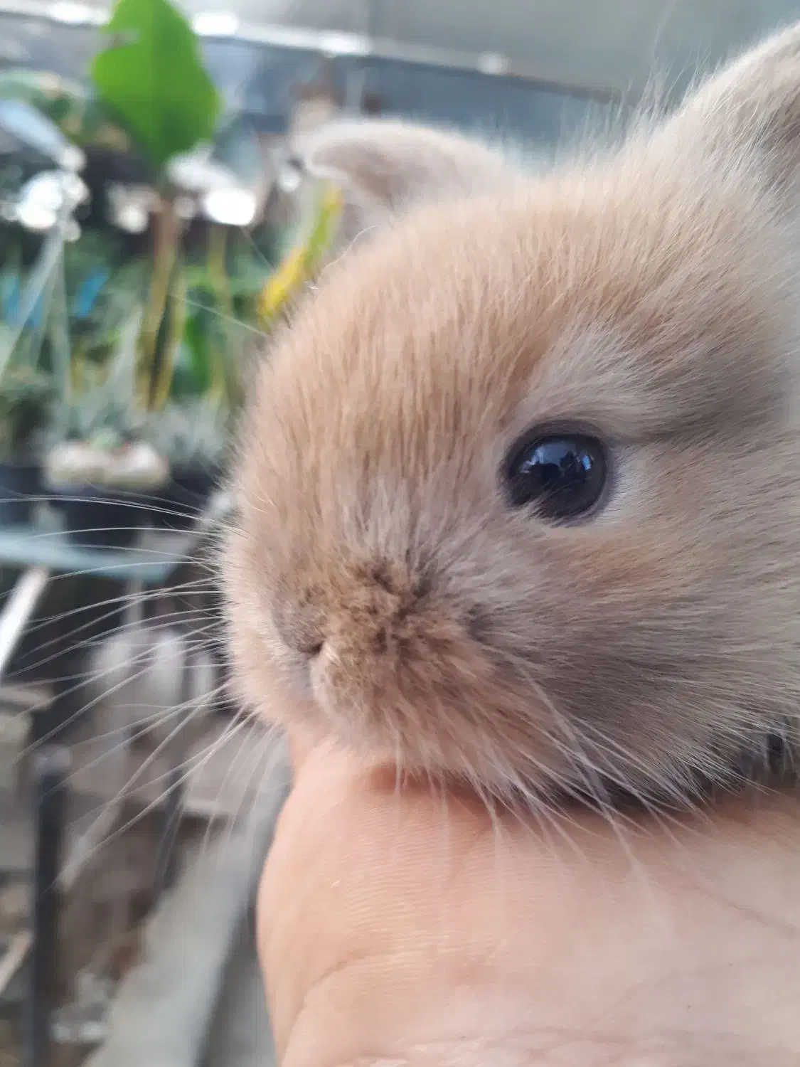 خرگوش لوپ|موش و خرگوش|قم, بنیاد|دیوار