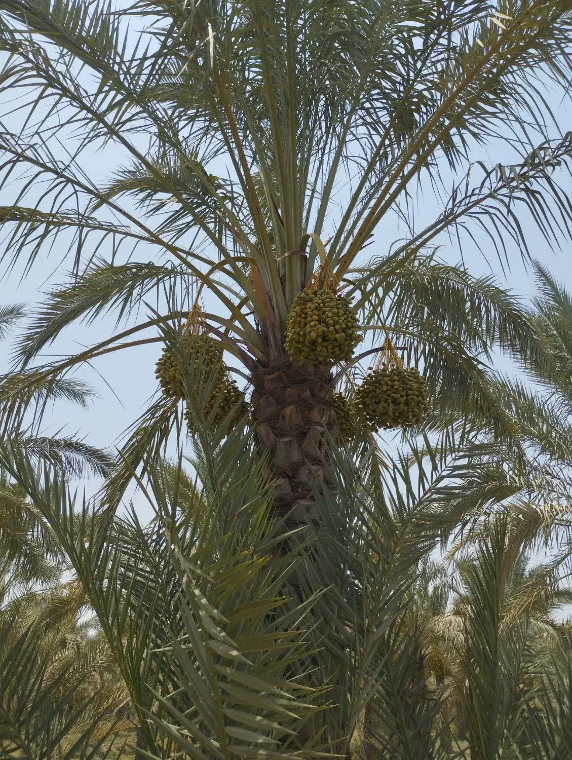 فروش دمیت کبکاب|خدمات باغبانی و درختکاری|وحدتیه, |دیوار