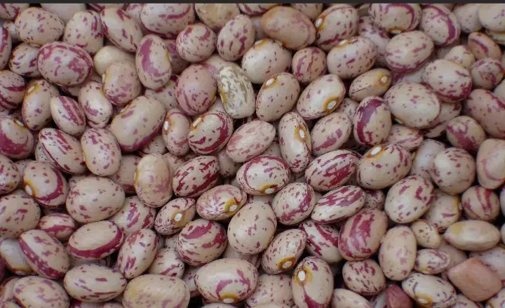 لوبیا چیتی|خوردنی و آشامیدنی|ابهر, |دیوار